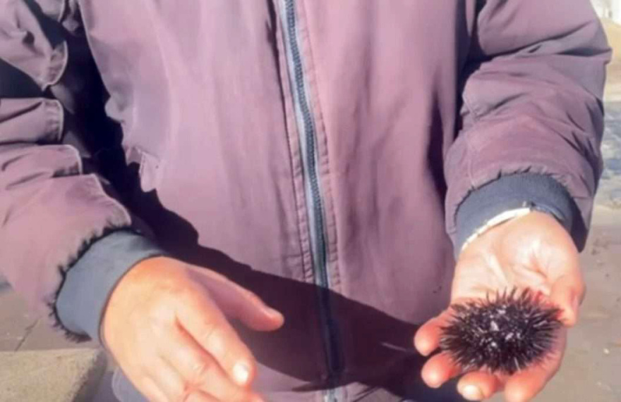 Βγήκε η θάλασσα στον δρόμο στη Μύρινα της Λήμνου λόγω των θυελλωδών ανέμων, ξεβράστηκαν μέχρι και αχινοί