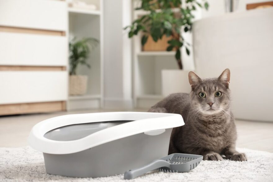 Οι 4 αλλαγές στη συμπεριφορά της γάτας σας που είναι καμπανάκι για να πάτε στον κτηνίατρο