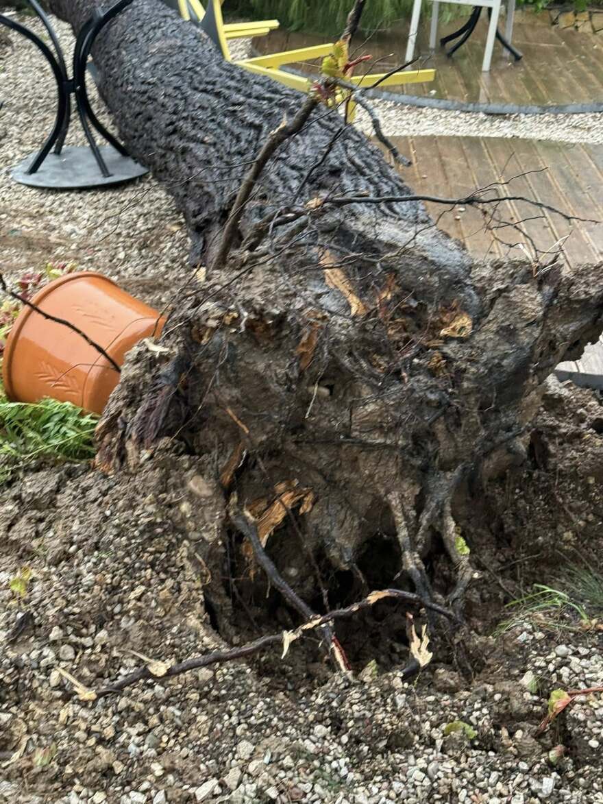 Ανεμοστρόβιλος χτύπησε το Μεσολόγγι: Ξερίζωσε δέντρα και ξήλωσε μεταλλικές κατασκευές, δείτε βίντεο και φωτογραφίες