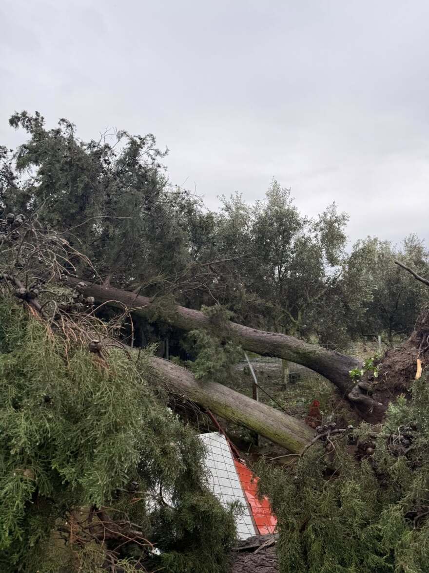 Ανεμοστρόβιλος χτύπησε το Μεσολόγγι: Ξερίζωσε δέντρα και ξήλωσε μεταλλικές κατασκευές, δείτε βίντεο και φωτογραφίες