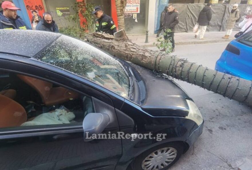 Λαμία: Μεγάλο δέντρο έπεσε πάνω σε αυτοκίνητα στο κέντρο και έκλεισε τον δρόμο, δείτε βίντεο και φωτογραφίες