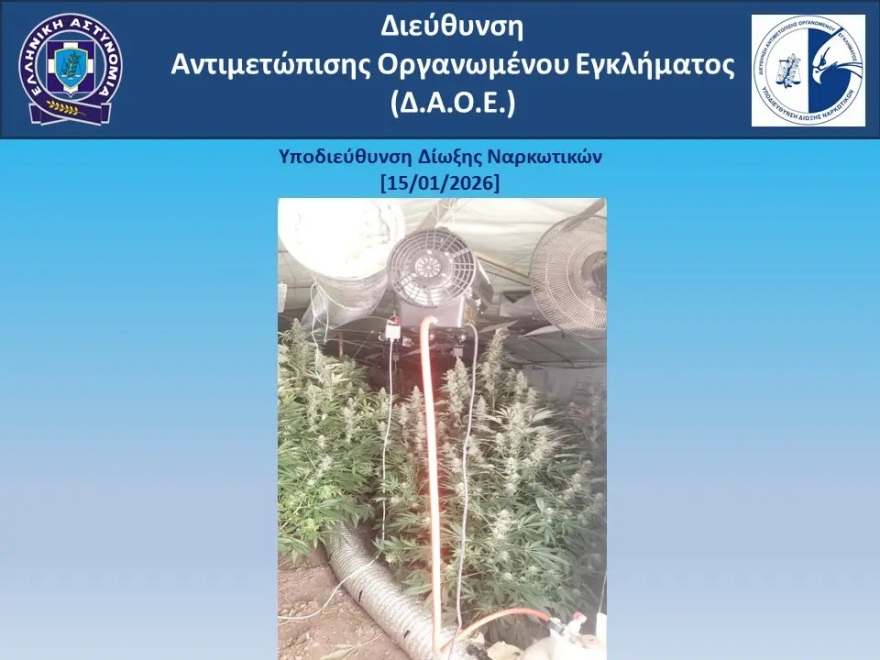 Εξαρθρώθηκε από το ελληνικό FBI εγκληματική οργάνωση για καλλιέργεια και διακίνηση κάνναβης στη Ρόδο 