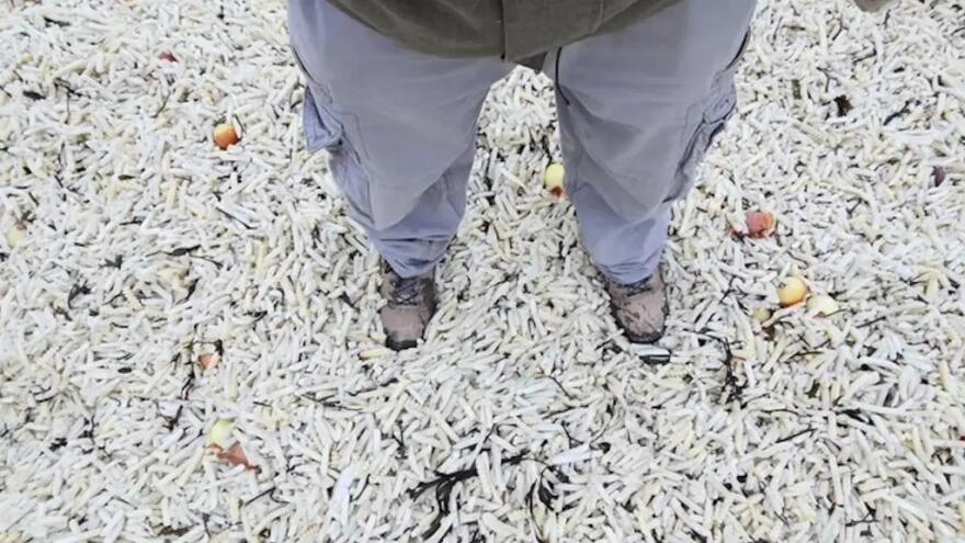 Χιλιάδες τηγανητές πατάτες και κρεμμύδια ξεβράστηκαν σε ακτή στη Βρετανία
