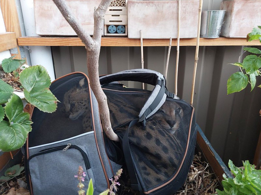 Τελωνειακοί στη Γαλλία κατάσχεσαν δύο σπάνια αιλουροειδή: Ο ιδιοκτήτης τους τα πέταξε από το μπαλκόνι, φωτογραφίες