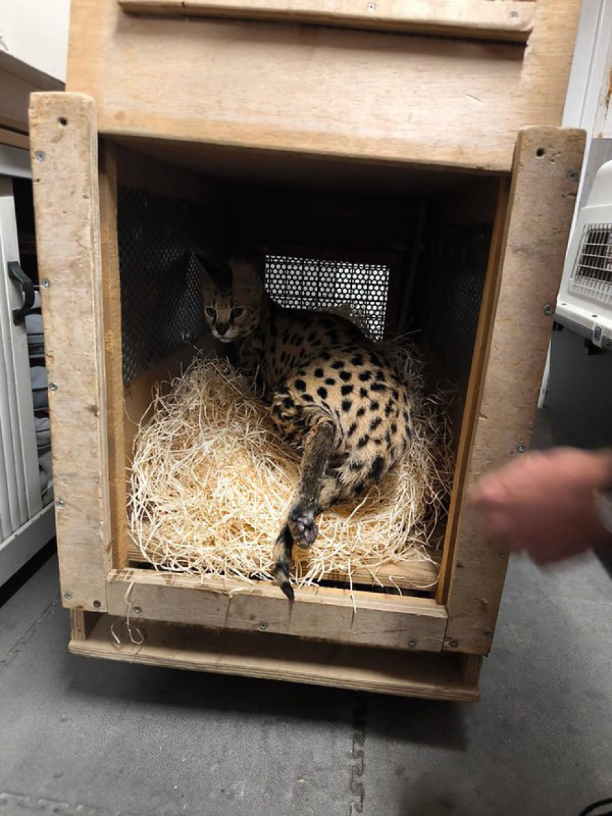 Τελωνειακοί στη Γαλλία κατάσχεσαν δύο σπάνια αιλουροειδή: Ο ιδιοκτήτης τους τα πέταξε από το μπαλκόνι, φωτογραφίες