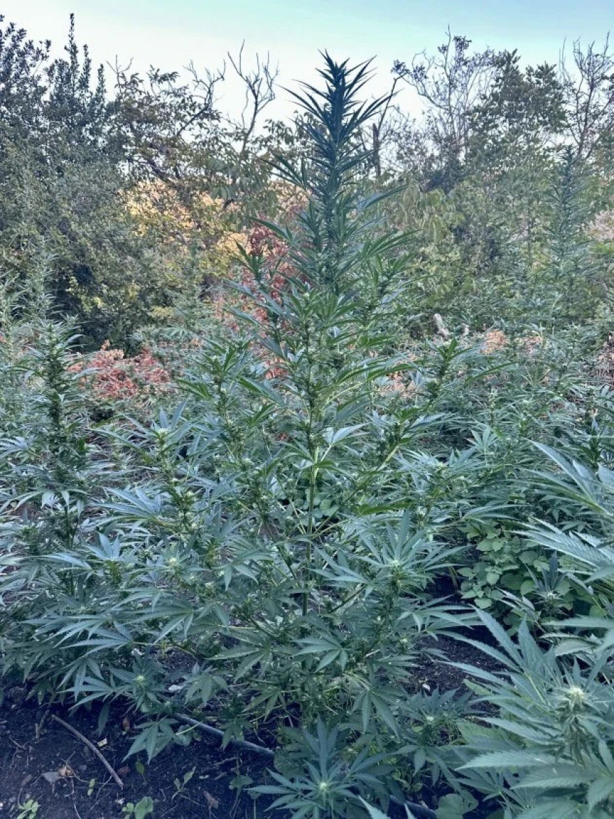 Εξιχνιάστηκε η υπόθεση της μεγάλης χασισοφυτείας στο Αμάρι του Ρεθύμνου, συνελήφθησαν τέσσερα άτομα