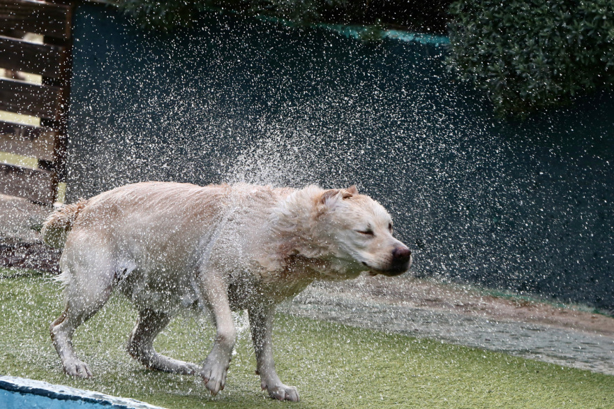 Παιδικοί σταθμοί για... σκύλους, η νέα μόδα για τη luxury σκυλίσια ζωή