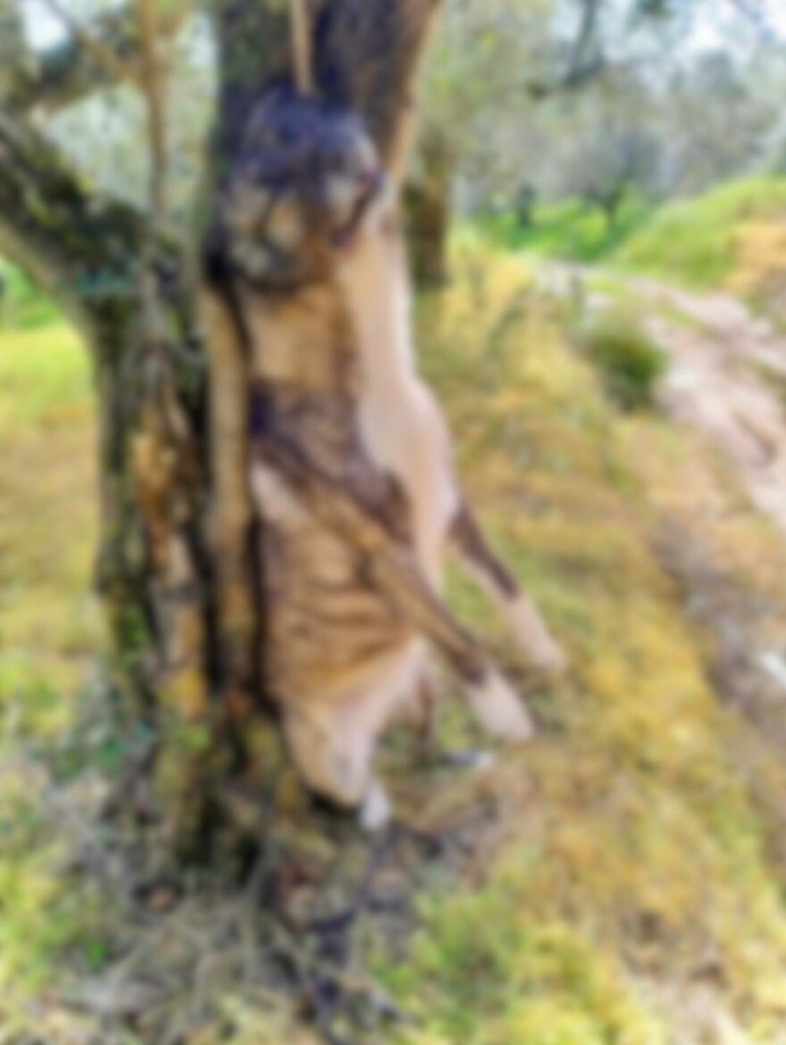 Φρίκη στην Μεσσηνία: Σκότωσαν σκύλο και τον κρέμασαν σε δέντρο