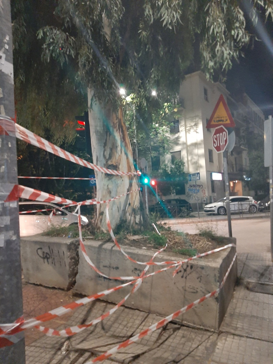 Δένδρα- παγίδες στους δρόμους της Νέας Σμύρνης και το περίφημο άλσος χωρίς... πράσινο 