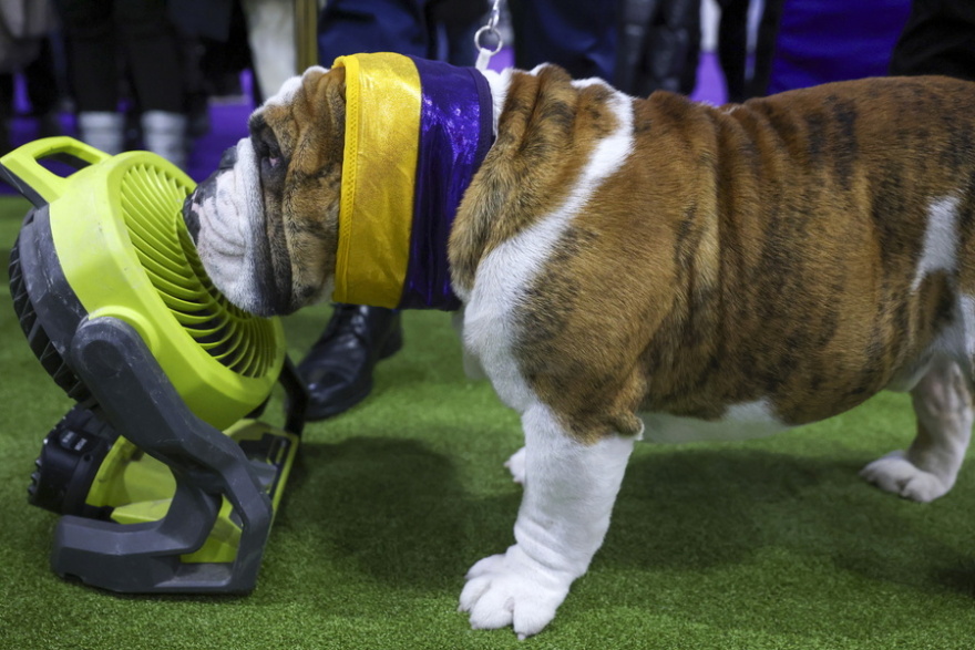 Χιλιάδες σκυλιά, πάνω από 200 ράτσες, ένα βραβείο από το Westminster Kennel Club που έφτασε τα 150 χρόνια, δείτε βίντεο και φωτογραφίες
