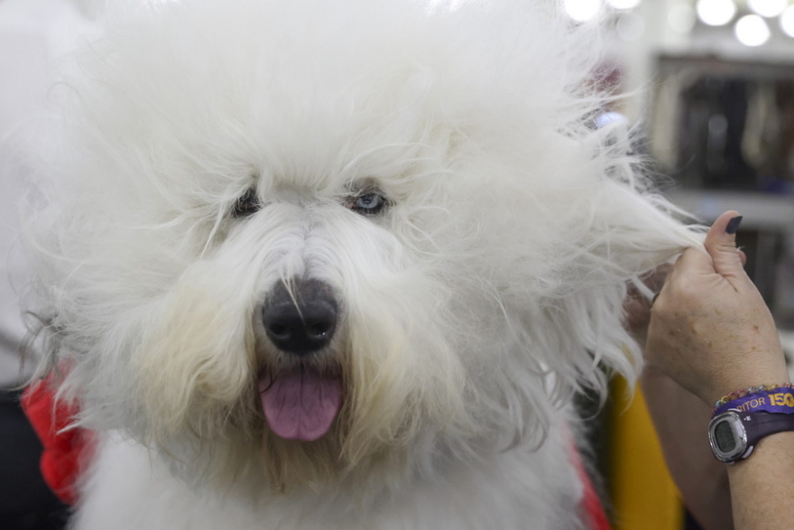 Χιλιάδες σκυλιά, πάνω από 200 ράτσες, ένα βραβείο από το Westminster Kennel Club που έφτασε τα 150 χρόνια, δείτε βίντεο και φωτογραφίες
