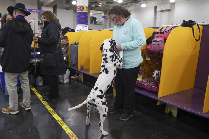 Χιλιάδες σκυλιά, πάνω από 200 ράτσες, ένα βραβείο από το Westminster Kennel Club που έφτασε τα 150 χρόνια, δείτε βίντεο και φωτογραφίες
