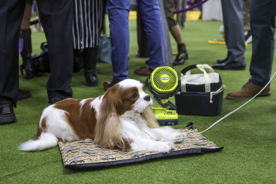 Χιλιάδες σκυλιά, πάνω από 200 ράτσες, ένα βραβείο από το Westminster Kennel Club που έφτασε τα 150 χρόνια, δείτε βίντεο και φωτογραφίες
