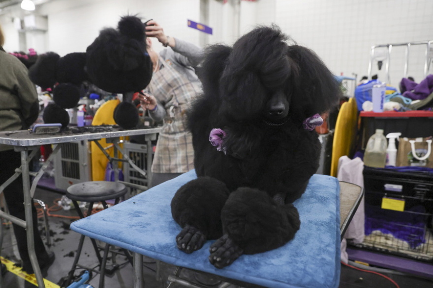 Χιλιάδες σκυλιά, πάνω από 200 ράτσες, ένα βραβείο από το Westminster Kennel Club που έφτασε τα 150 χρόνια, δείτε βίντεο και φωτογραφίες
