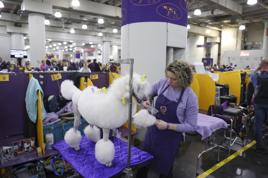 Χιλιάδες σκυλιά, πάνω από 200 ράτσες, ένα βραβείο από το Westminster Kennel Club που έφτασε τα 150 χρόνια, δείτε βίντεο και φωτογραφίες
