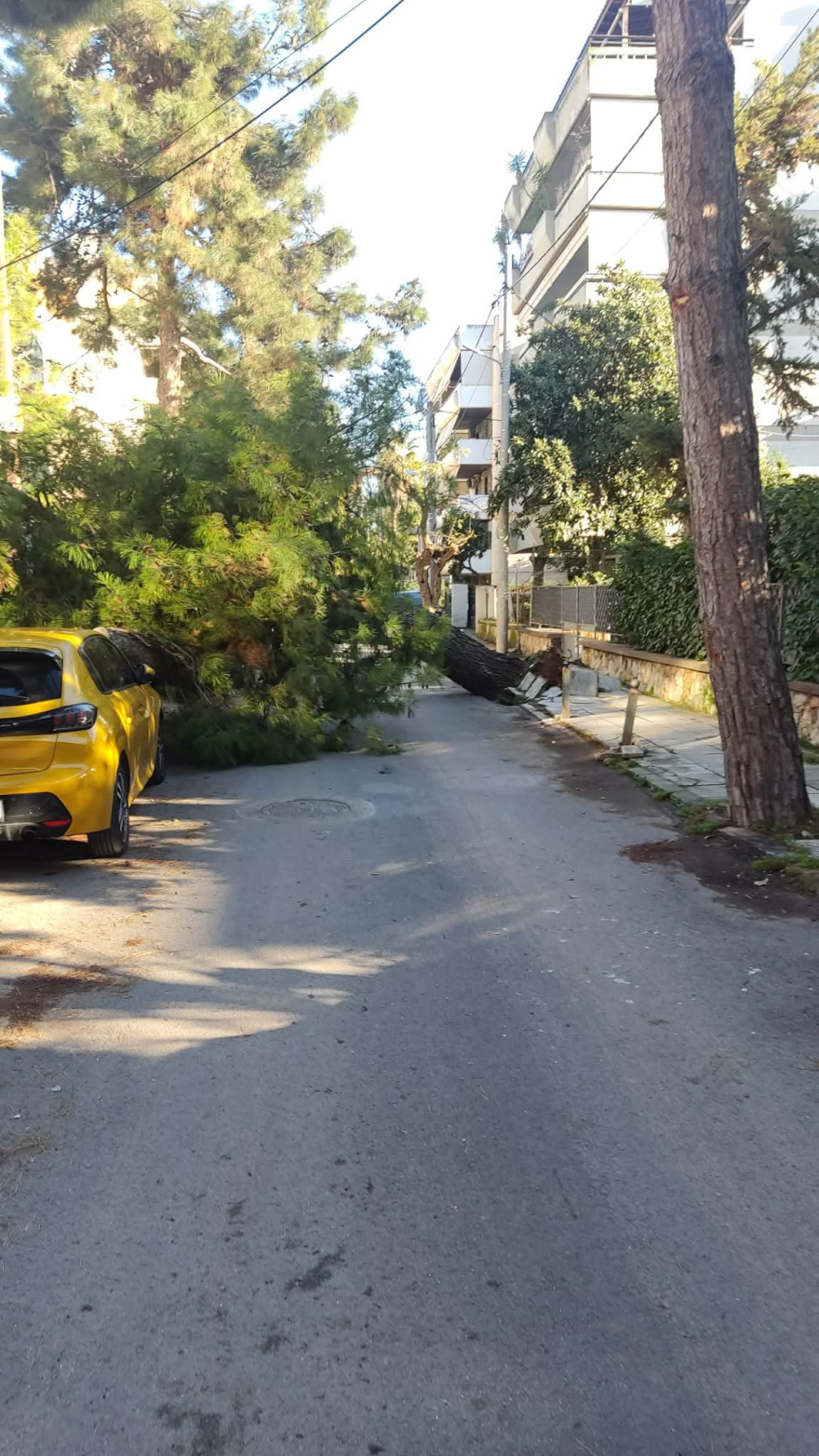 Δέντρο έπεσε σε δρόμο στο Χαλάνδρι, προβλήματα στην κυκλοφορία
