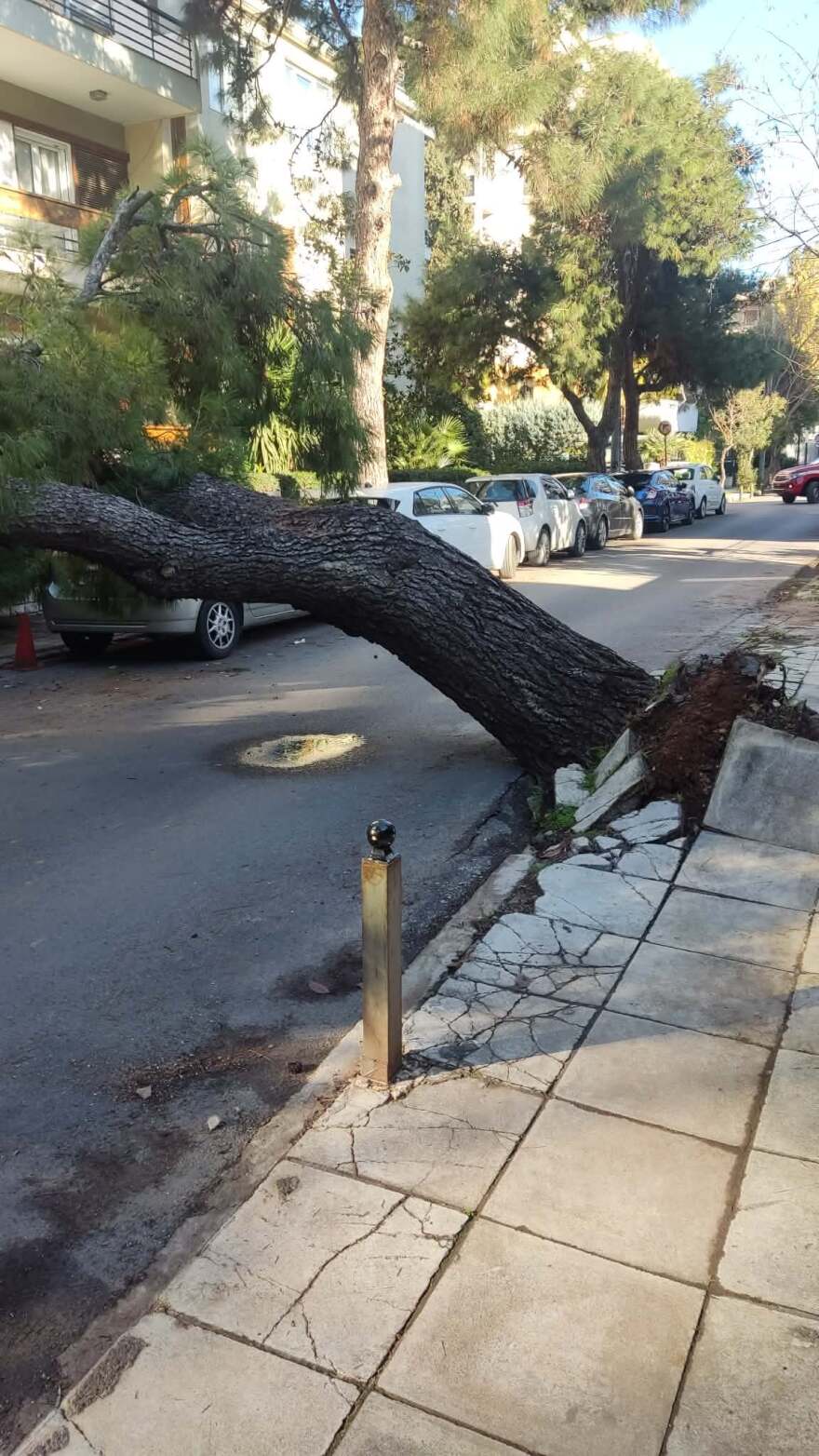 Δέντρο έπεσε σε δρόμο στο Χαλάνδρι, προβλήματα στην κυκλοφορία
