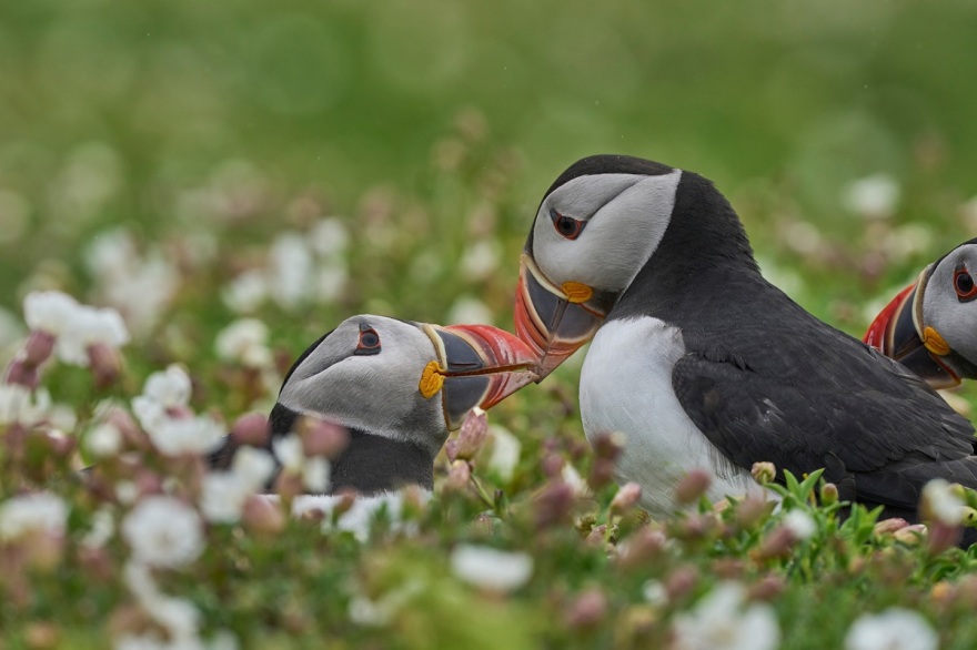 Ουαλία: Ζητούνται εθελοντές να ζήσουν σε απομονωμένο νησί για 3 μήνες... μετρώντας θαλάσσιους παπαγάλους