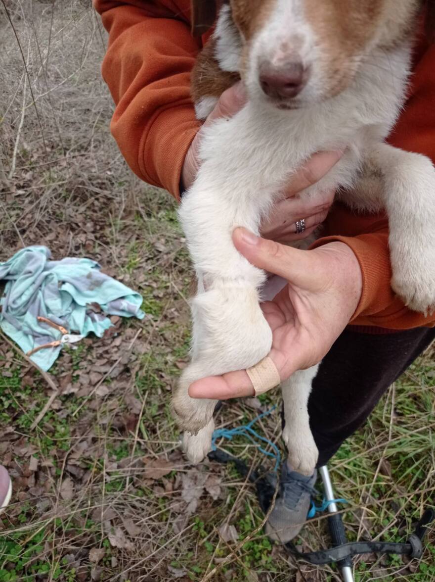 Κακοποίησαν σεξουαλικά κουτάβι τριών μηνών στην Καρδίτσα - Ψάχνουν DNA στη ζώνη του δράστη