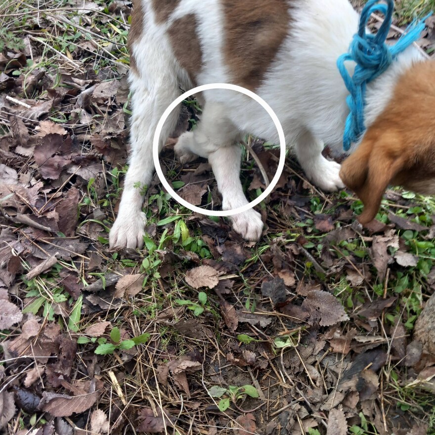 Κακοποίησαν σεξουαλικά κουτάβι τριών μηνών στην Καρδίτσα - Ψάχνουν DNA στη ζώνη του δράστη