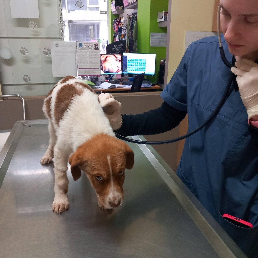 Κακοποίησαν σεξουαλικά κουτάβι τριών μηνών στην Καρδίτσα - Ψάχνουν DNA στη ζώνη του δράστη