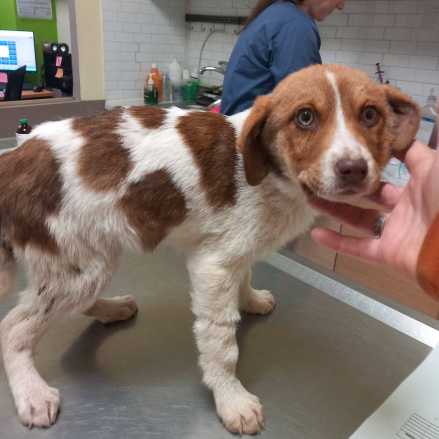 Κακοποίησαν σεξουαλικά κουτάβι τριών μηνών στην Καρδίτσα - Ψάχνουν DNA στη ζώνη του δράστη