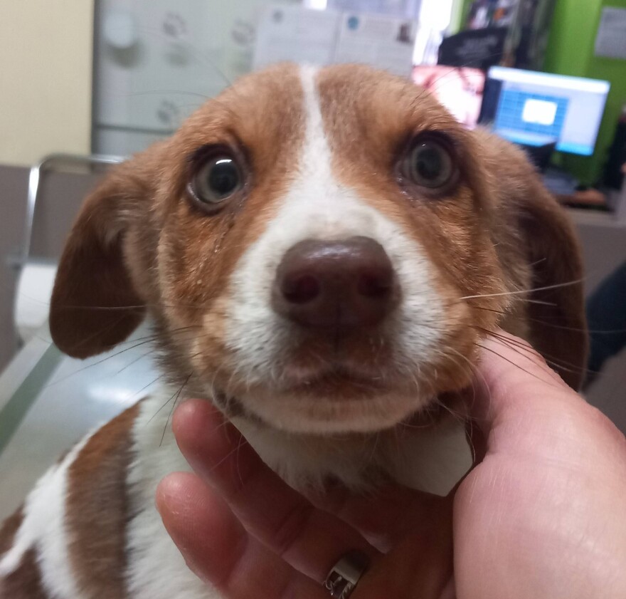 Κακοποίησαν σεξουαλικά κουτάβι τριών μηνών στην Καρδίτσα - Ψάχνουν DNA στη ζώνη του δράστη