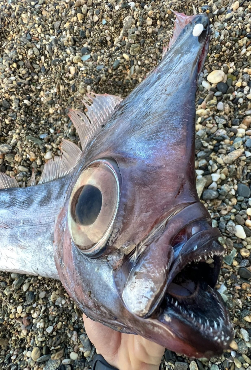 Σπάνιο ψάρι ξεβράστηκε σε παραλία της Σικελίας, δείτε φωτογραφίες