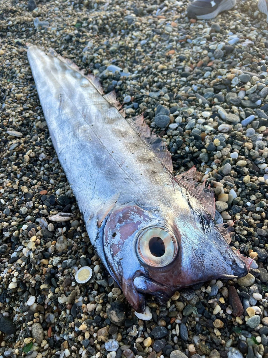 Σπάνιο ψάρι ξεβράστηκε σε παραλία της Σικελίας, δείτε φωτογραφίες