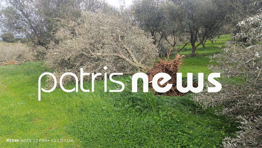 Είκοσι στρέμματα θερμοκηπίων ισοπεδώθηκαν στο Μπόρσι Ηλείας από ανεμοστρόβιλο, δείτε φωτογραφίες
