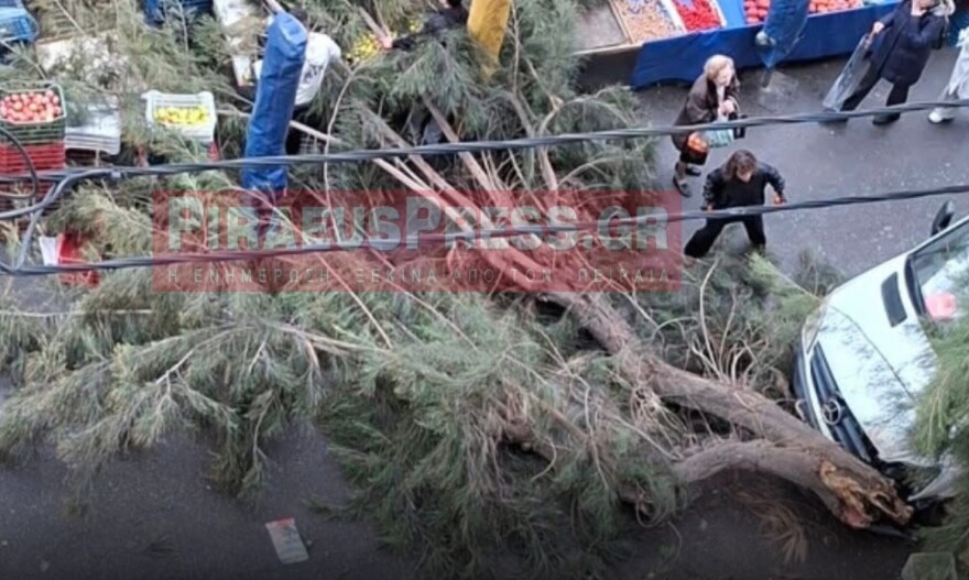 Πειραιάς: Τεράστιο δέντρο έπεσε σε λαϊκή- Από θαύμα δεν υπήρξαν θύματα 2 Τεράστιο δέντρο έπεσε σε λαϊκή στον Πειραιά, από θαύμα δεν υπήρξαν θύματα: Δείτε φωτογραφία