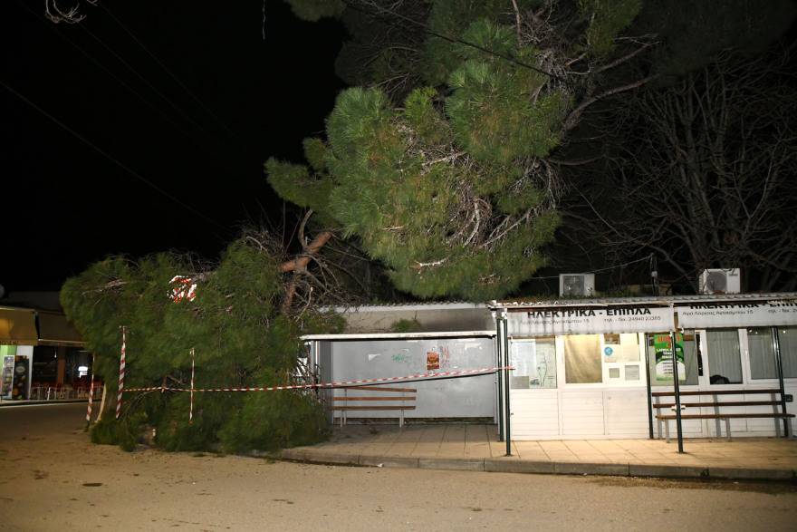 Λάρισα: Τεράστιο κλωνάρι πεύκου έπεσε στο κέντρο της Αγιάς, δίπλα σε περίπτερο 