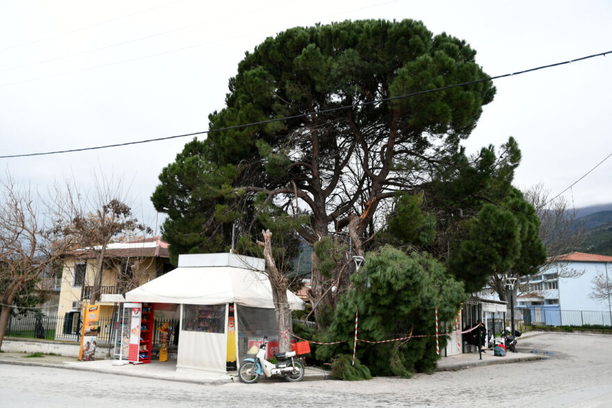 Λάρισα: Τεράστιο κλωνάρι πεύκου έπεσε στο κέντρο της Αγιάς, δίπλα σε περίπτερο 