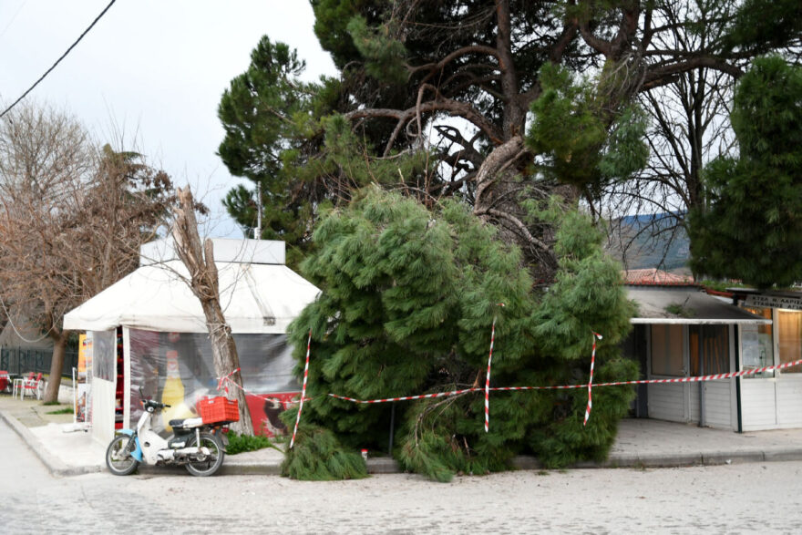 Λάρισα: Τεράστιο κλωνάρι πεύκου έπεσε στο κέντρο της Αγιάς, δίπλα σε περίπτερο 