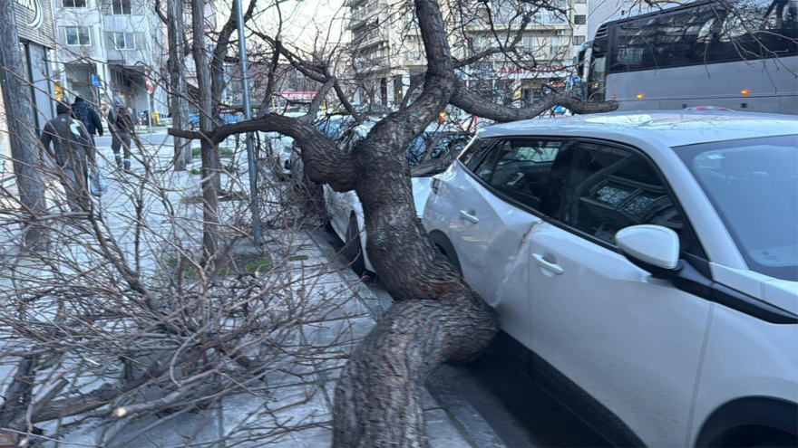 Μεγάλα προβλήματα από την κακοκαιρία: Πτώσεις δέντρων σε Κρήτη και Θεσσαλονίκη λόγω των ανέμων,  πλημμύρισε η Πάρος