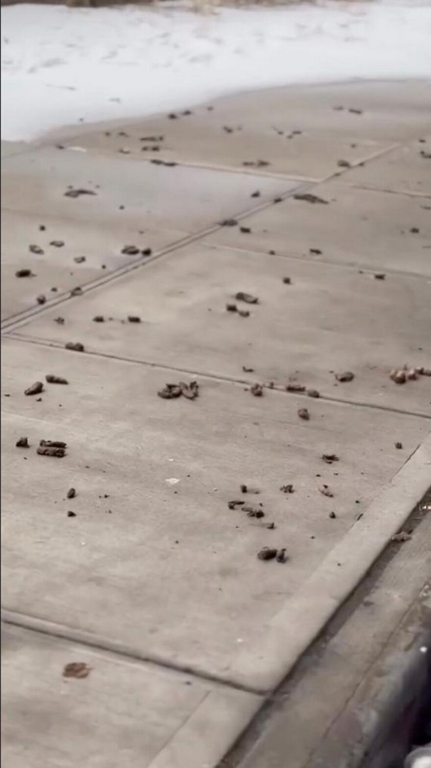 «Μαζέψτε τα σκ... του σκύλου σας»: Αποκρουστικό θέαμα στη Νέα Υόρκη, ακαθαρσίες έχουν καλύψει πεζοδρόμια σε πολλές περιοχές