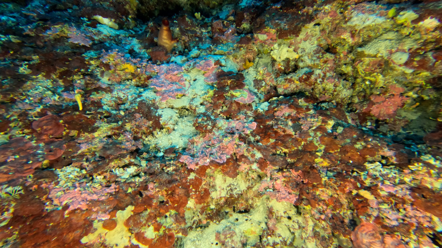 Μαγικές υποθαλάσσιες εικόνες από το νέο ερευνητικό πρόγραμμα «Saronicos Project» του Ιδρύματος Αθανάσιος Κ. Λασκαρίδης