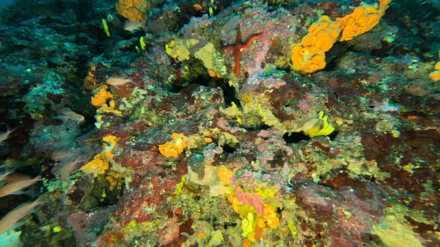 Μαγικές υποθαλάσσιες εικόνες από το νέο ερευνητικό πρόγραμμα «Saronicos Project» του Ιδρύματος Αθανάσιος Κ. Λασκαρίδης