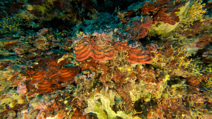 Μαγικές υποθαλάσσιες εικόνες από το νέο ερευνητικό πρόγραμμα «Saronicos Project» του Ιδρύματος Αθανάσιος Κ. Λασκαρίδης
