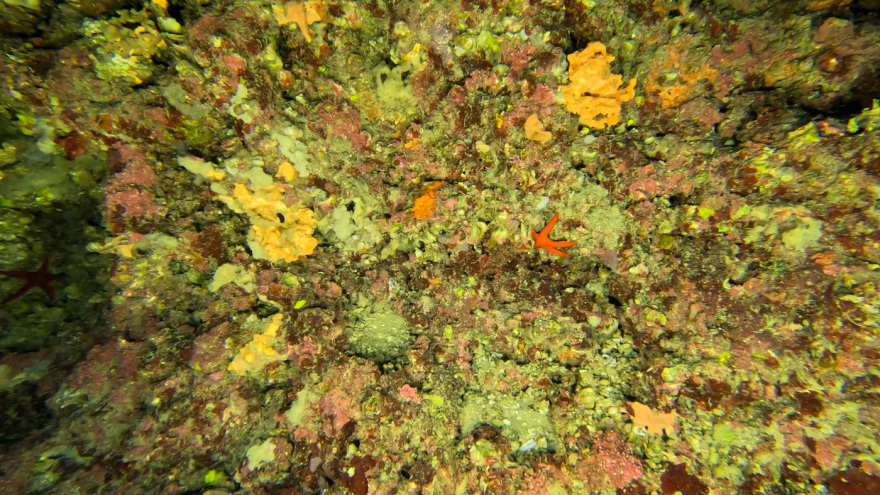 Μαγικές υποθαλάσσιες εικόνες από το νέο ερευνητικό πρόγραμμα «Saronicos Project» του Ιδρύματος Αθανάσιος Κ. Λασκαρίδης