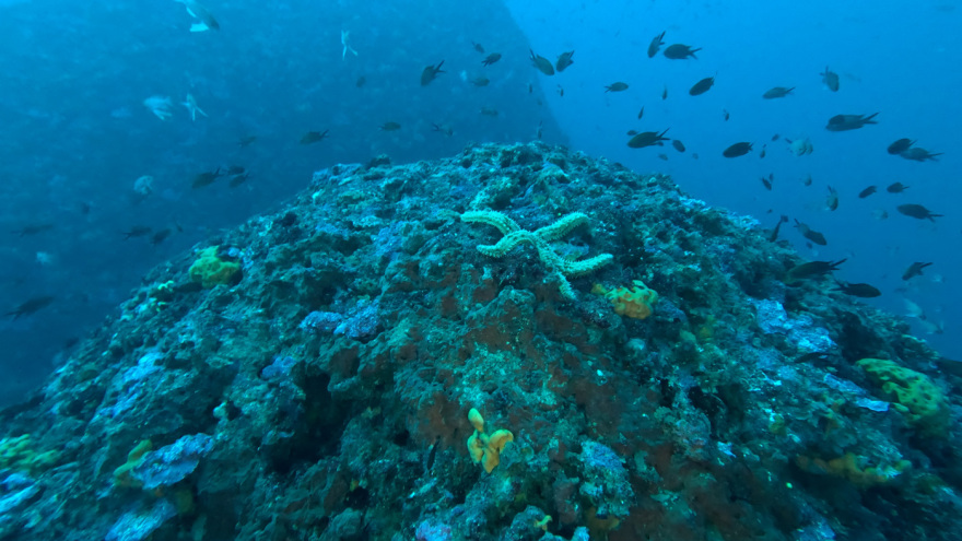 Μαγικές υποθαλάσσιες εικόνες από το νέο ερευνητικό πρόγραμμα «Saronicos Project» του Ιδρύματος Αθανάσιος Κ. Λασκαρίδης