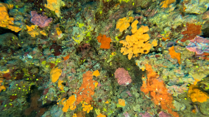 Μαγικές υποθαλάσσιες εικόνες από το νέο ερευνητικό πρόγραμμα «Saronicos Project» του Ιδρύματος Αθανάσιος Κ. Λασκαρίδης