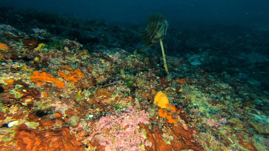 Μαγικές υποθαλάσσιες εικόνες από το νέο ερευνητικό πρόγραμμα «Saronicos Project» του Ιδρύματος Αθανάσιος Κ. Λασκαρίδης
