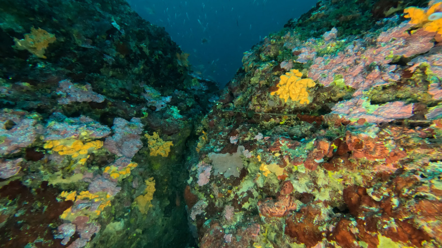 Μαγικές υποθαλάσσιες εικόνες από το νέο ερευνητικό πρόγραμμα «Saronicos Project» του Ιδρύματος Αθανάσιος Κ. Λασκαρίδης