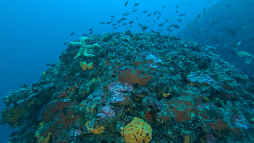Μαγικές υποθαλάσσιες εικόνες από το νέο ερευνητικό πρόγραμμα «Saronicos Project» του Ιδρύματος Αθανάσιος Κ. Λασκαρίδης