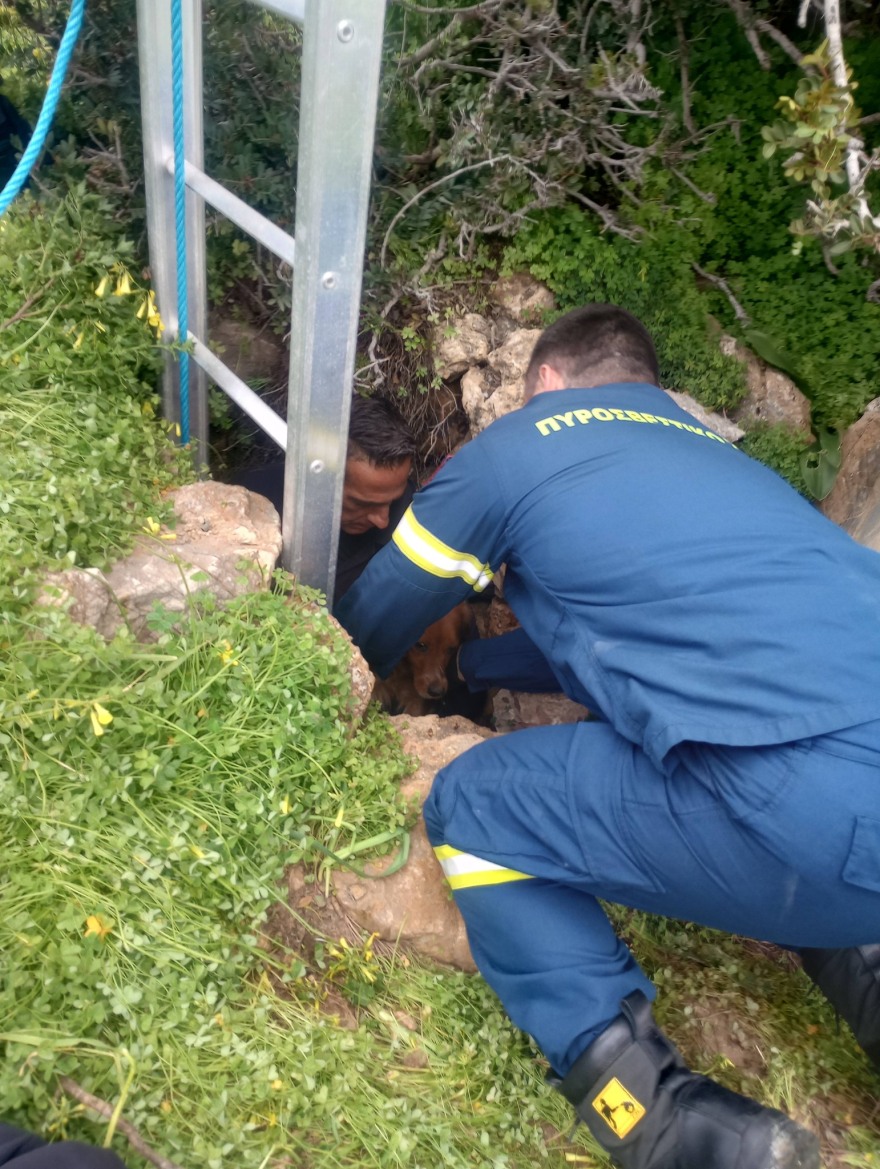 Διάσωση σκύλου από πηγάδι 15 μέτρων στη Σύρο, τον έψαχναν 10 μέρες οι κηδεμόνες του