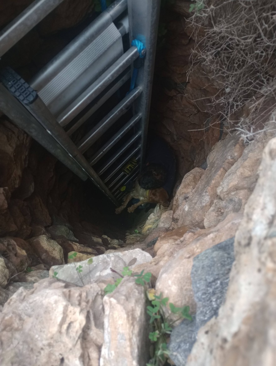 Διάσωση σκύλου από πηγάδι 15 μέτρων στη Σύρο, τον έψαχναν 10 μέρες οι κηδεμόνες του