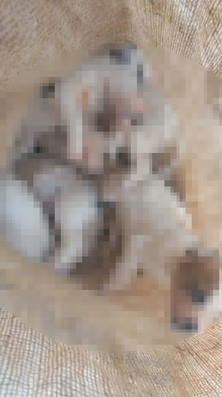 Εννέα κουτάβια βρέθηκαν σε τσουβάλια μέσα σε λίμνη στην Αμαλιάδα