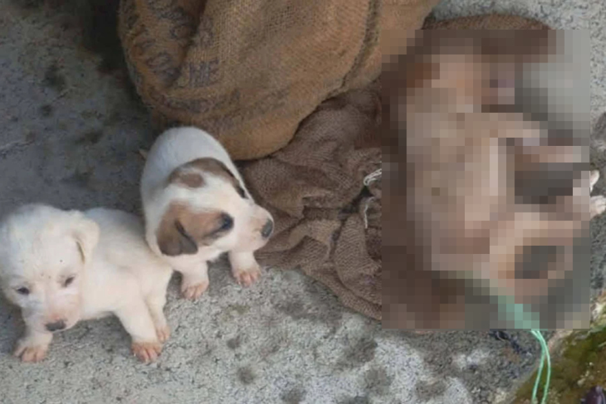 Εννέα κουτάβια βρέθηκαν σε τσουβάλια μέσα σε λίμνη στην Αμαλιάδα