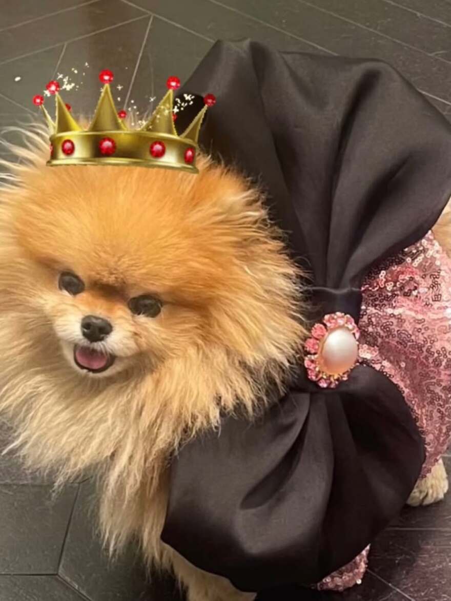 Η ανάρτηση του Τρύφωνα Σαμαρά μετά τον θάνατο της σκυλίτσας του στα παρασκήνια του J2US: Άγγελέ μου, γράφει